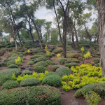 זכינו במכרז לביצוע שיקום גינון ותחזוקה במוזאון חטיבת גולני שנמצא במועצה אזורית גליל תחתון. כייף גדול וזכות חשובה לעצב מקום היסטורי כמו המוזאון גולני. נתננו מאמץ רציני בשביל לעצב צמחיה בצבעים של סמל החטיבה, לגזום שיחיה בשטח מעל 10 ד', לרסס, לשמור על מערכת השקיה ולתת מים לצמחיה בצורה מסודרת למרות נזקים של ציפורים וחיות בר. המרא המרשים של הגן מדבר בפני עצמו. שמחנו לתת שירות.
אם גם לכן ולכם יש צורך לשדרג , לשקם, לעצב גן ולתת תחזוקה אז תפנו עלינו 0546395805 גרג גארדן קלאב- עיצובים
