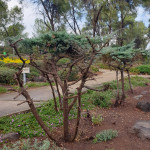 זכינו במכרז לביצוע שיקום גינון ותחזוקה במוזאון חטיבת גולני שנמצא במועצה אזורית גליל תחתון. כייף גדול וזכות חשובה לעצב מקום היסטורי כמו המוזאון גולני. נתננו מאמץ רציני בשביל לעצב צמחיה בצבעים של סמל החטיבה, לגזום שיחיה בשטח מעל 10 ד', לרסס, לשמור על מערכת השקיה ולתת מים לצמחיה בצורה מסודרת למרות נזקים של ציפורים וחיות בר. המרא המרשים של הגן מדבר בפני עצמו. שמחנו לתת שירות.
אם גם לכן ולכם יש צורך לשדרג , לשקם, לעצב גן ולתת תחזוקה אז תפנו עלינו 0546395805 גרג גארדן קלאב- עיצובים