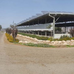 רפת בקיבוץ חנתון- אחת הלקוחות הטובים מאזור עמק יזרעאל. כאן אנחנו (גארדן קלאב) תכננו יותר מ-70% של צמחיה, שדרגנו מערכת השקיה, ובהמשך החזקנו את האתר במשך כמה שנים. Garden Club- גארדן קלאב- עיצובים